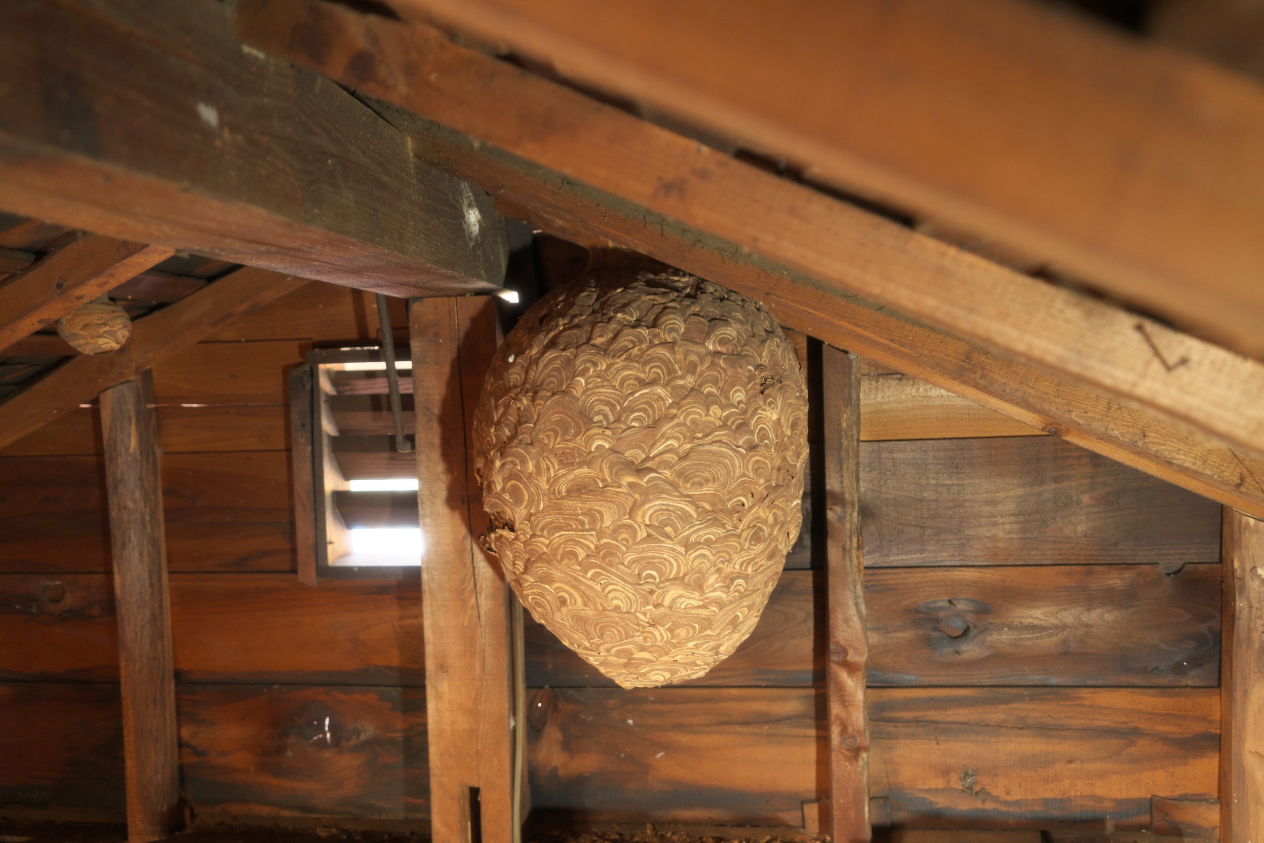 Reading Wasp Nest Removal, about