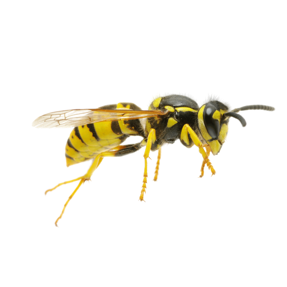 difference between wasps and bees